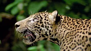 Amazonía. Amazonía: Paraíso depredador