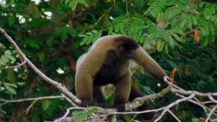 Amazonía. Amazonía: Batalla en los árboles