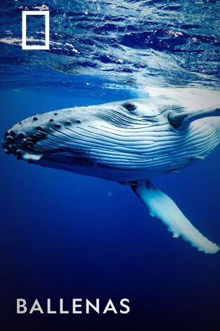 Ballenas
