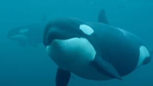 Ballenas. Ballenas: Cuestión de cultura