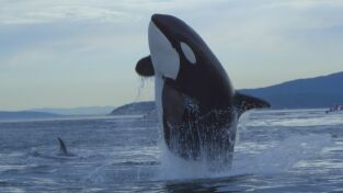 Ballenas. Ballenas: Escuela de asesinas