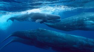Ballenas. Ballenas: Gigantes de las profundidades