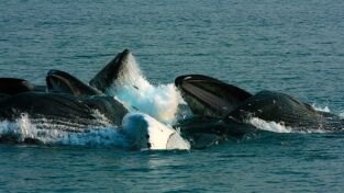 Ballenas. Ballenas: La orca