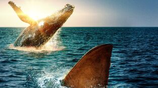 Ballenas. Ballenas: Tiburón contra ballena