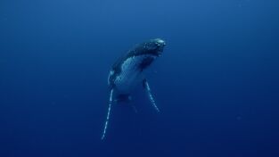 Ballenas. Ballenas: La costa de las ballenas