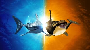 Ballenas. Ballenas: Depredadores del océano: Tiburón vs. Orca