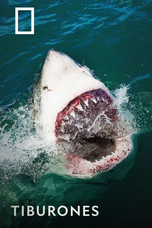 Tiburones