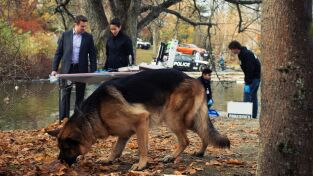 Hudson y Rex. T(T1). Hudson y Rex (T1): Ep.3 Perseguido por el pasado