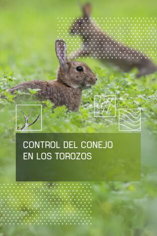 Control del conejo en Los Torozos