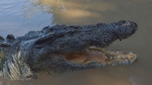 La Casa De Los Reptiles. La Casa De Los Reptiles: El reino del cocodrilo australiano