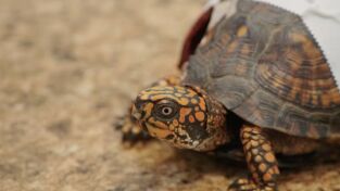 La Casa De Los Reptiles. La Casa De Los Reptiles: Serpentea, cascabelea y rueda