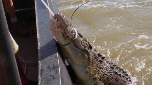 La Casa De Los Reptiles. La Casa De Los Reptiles: La batalla de los cocodrilos