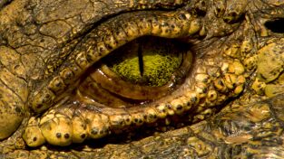 La Casa De Los Reptiles. La Casa De Los Reptiles: Cocodrilos al descubierto