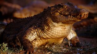La Casa De Los Reptiles. La Casa De Los Reptiles: Cocodrilos