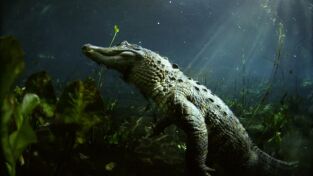 La Casa De Los Reptiles. La Casa De Los Reptiles: La batalla de los dragones del pantano