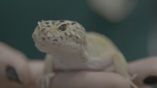 Critter fixers: Veterinarios rurales. Critter fixers:...: Lagartijas saltarinas