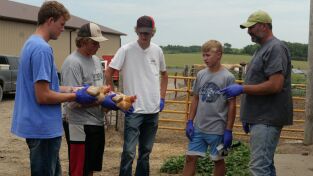 Veterinarios de Nebraska. T(T4). Veterinarios de... (T4): Las gallinas se complican