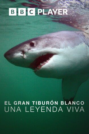 El gran tiburón blanco: una leyenda viva
