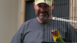 Veterinarios de Nebraska. Veterinarios de Nebraska: Periquitos