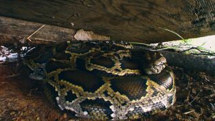 La casa de los reptiles. La casa de los reptiles: La invasión de la pitón