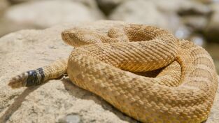 La casa de los reptiles. La casa de los reptiles: Planeta reptil