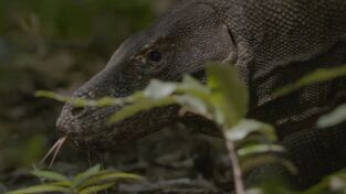 La casa de los reptiles. La casa de los reptiles: Dragón de Komodo: el rey de los reptiles