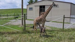 Los secretos del zoo. Los secretos del zoo: Ha nacido una jirafa