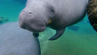 Los secretos del zoo. Los secretos del zoo: ¡Oh, la zoomanidad!