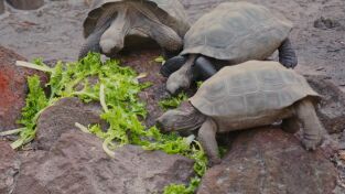 Los secretos del zoo. Los secretos del zoo: Los secretos del zoo: Tampa