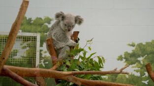 Los secretos del zoo. Los secretos del zoo: Koala-palooza