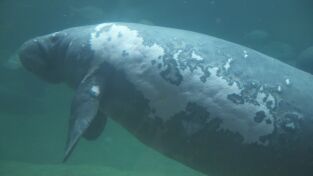 Los secretos del zoo. Los secretos del zoo: Apoya a tu manatí