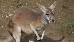 Los secretos del zoo. Los secretos del zoo: Romance entre canguros
