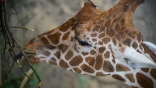 Los secretos del zoo. Los secretos del zoo: Bienvenido a la familia