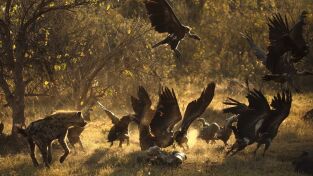 África. África: Tácticas de caza