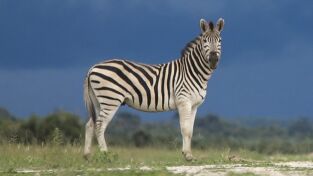 África. África: Depredación en grupo