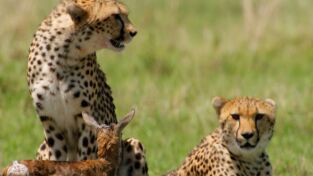 África. África: Genios salvajes de África