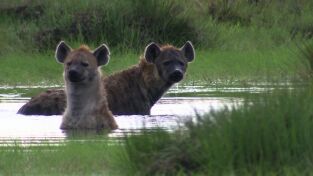 África. África: Praderas