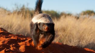 África. África: El asombroso tejón de la miel