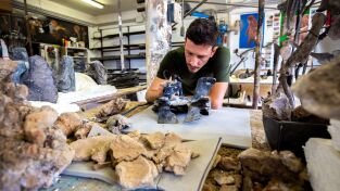 Dinosaurios. Dinosaurios: Canada