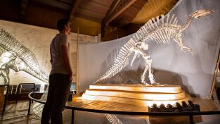 Dinosaurios. Dinosaurios: Reino Unido