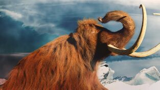 Dinosaurios. Dinosaurios: Desenterrar al mamut