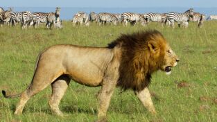 Mara: el renacer de la Sabana. Mara: el renacer de la...: El despertar
