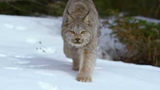 Invierno salvaje. Invierno salvaje: América insólita: el salvaje invierno
