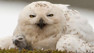 Invierno salvaje. Invierno salvaje: Carrera contra el invierno