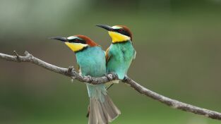 Lo Mejor de Nat Geo. Lo Mejor de Nat Geo: Voladores habituales