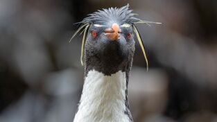 Lo Mejor de Nat Geo. Lo Mejor de Nat Geo: El hogar en el confín de la Tierra