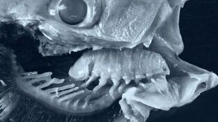 Lo Mejor de Nat Geo. Lo Mejor de Nat Geo: Invasores alienígenas