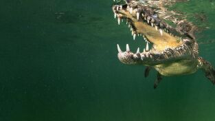 Oceanía. Oceanía: Especies icónicas de Australia