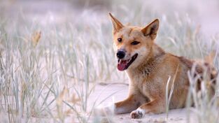 Oceanía. Oceanía: Bosques indómitos