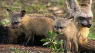 ÁFrica. ÁFrica: Asesinos en el desierto